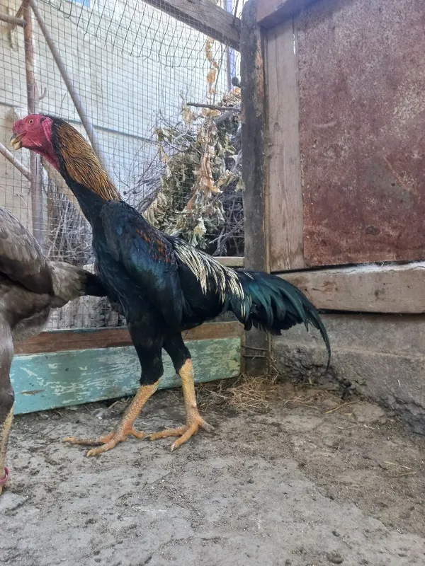 O Shamo tozasi 100 talik privaznoy 3 O Shamo tozasi 100 talik privaznoy 3