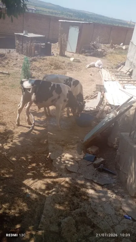 Buqachalar sotilad 2