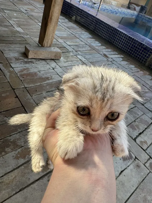 Котята — фото 4