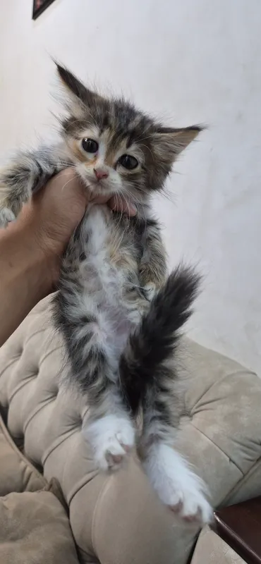 3 oylik uy mushukchalari 7