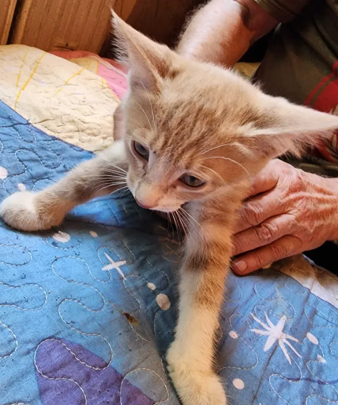 Пристраиваются домашние котята. 2 Пристраиваются домашние котята. 2