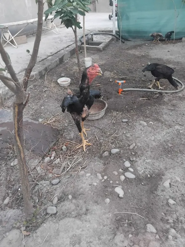 Dakan joja sotilada 4 Dakan joja sotilada 4