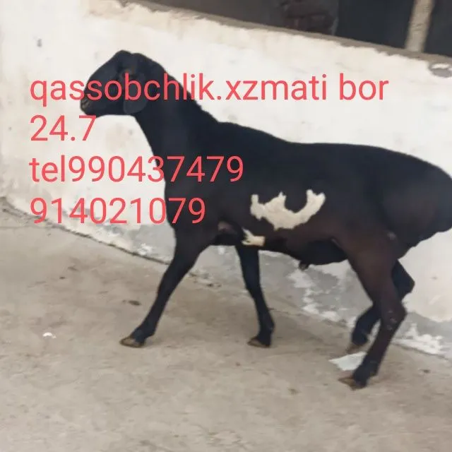 Qassob chlik xizmat bor