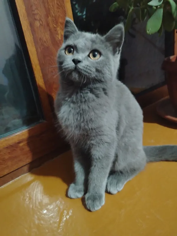 Mushukcha