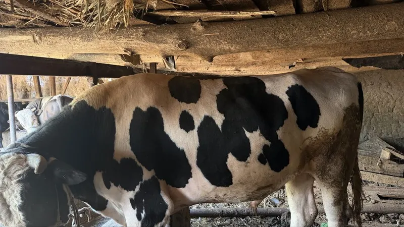 Buqa sotiladi 35 milyon
