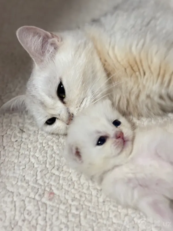 Продаются котята 4 Продаются котята 4
