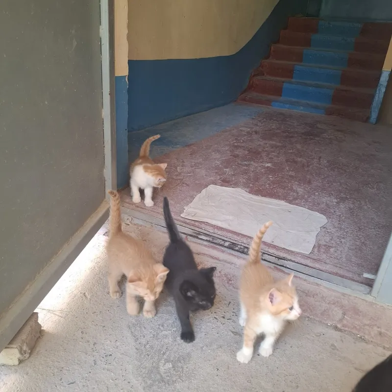 Котят отдам за добрые руки всех кто реально будет держат дома 1 Котят отдам за добрые руки всех кто реально будет держат дома 1