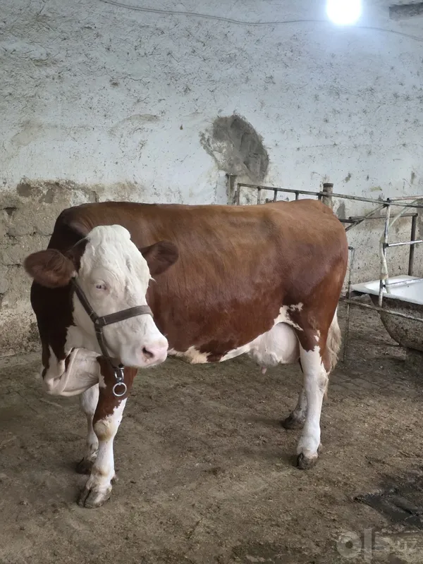 Semental Sotiladi 20 l sut beradi 1 Semental Sotiladi 20 l sut beradi 1