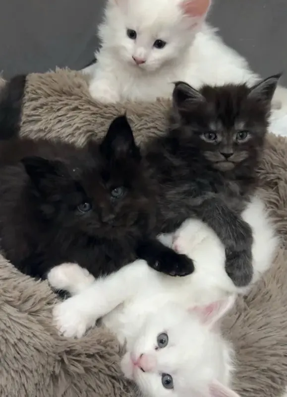 Готовы к брони котята мейнкуна 8
