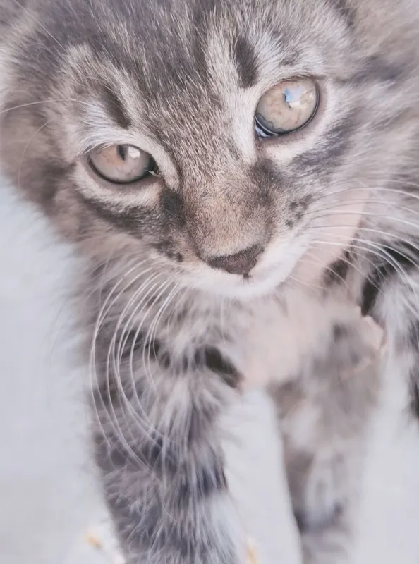 Кошка отдаётся бесплатно 1 Кошка отдаётся бесплатно 1