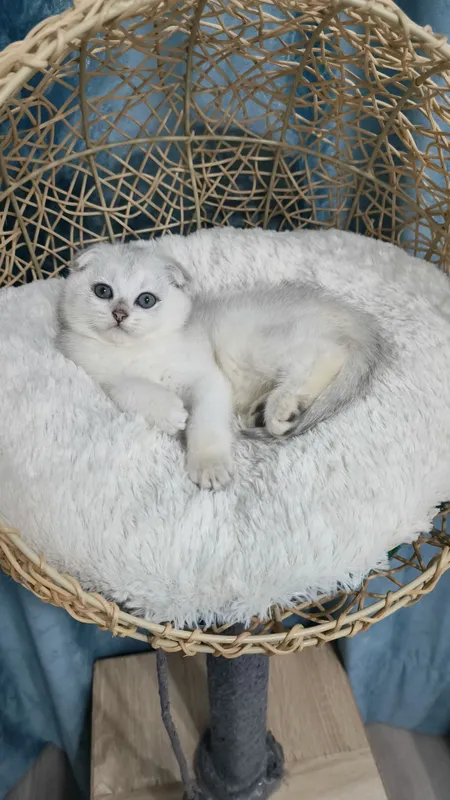 Продаётся чистокровная шотландская девочка скоттиш фолд
