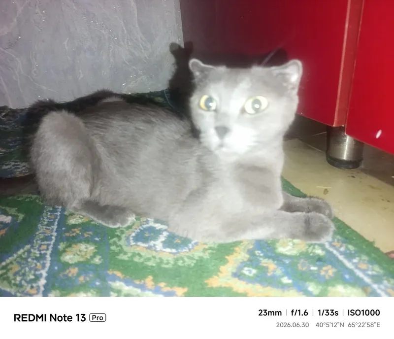 Кошка отдам в хорошие руки 3 Кошка отдам в хорошие руки 3