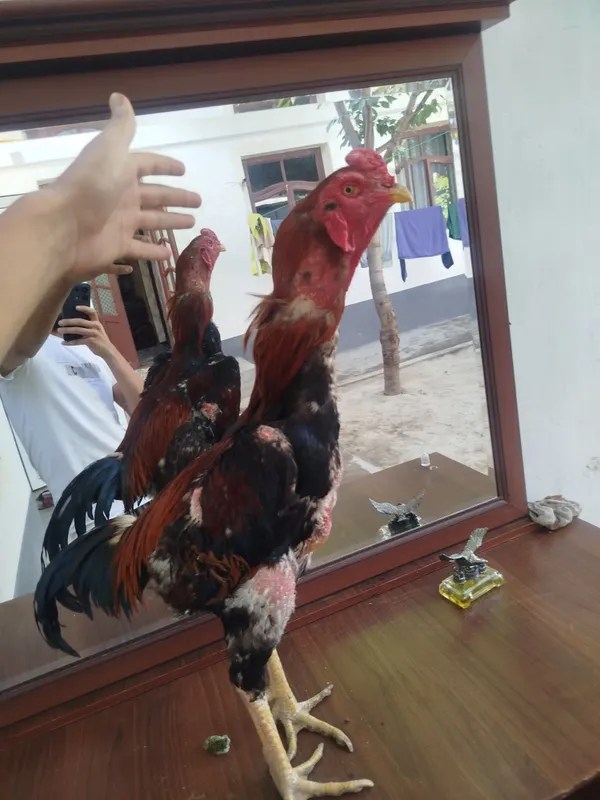 Dakan horozzzzz Horoz sotladi yeb icwi cotkii 5 kilo nari beri ves bo — фото 4
