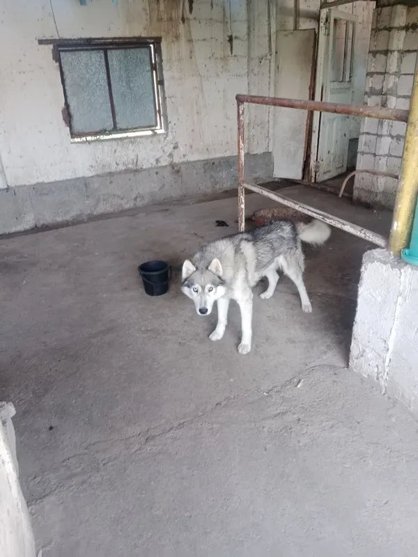 Sotiladi sberiski haski 2 Sotiladi sberiski haski 2