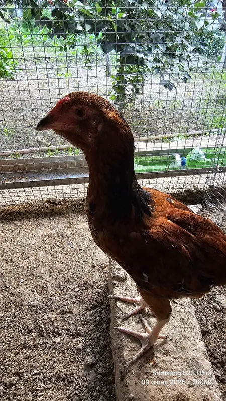 Jojalar sotiladi 3 oylik Jujalar Jo'jalar Цыплята — фото 1 Jojalar sotiladi 3 oylik Jujalar Jo'jalar Цыплята — фото 1