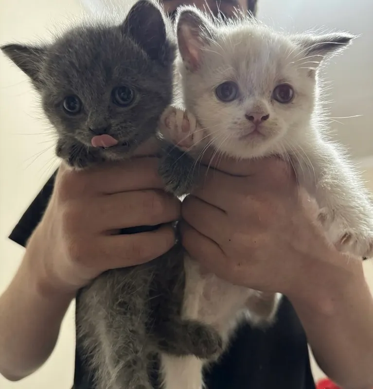 Продаются котята. 1