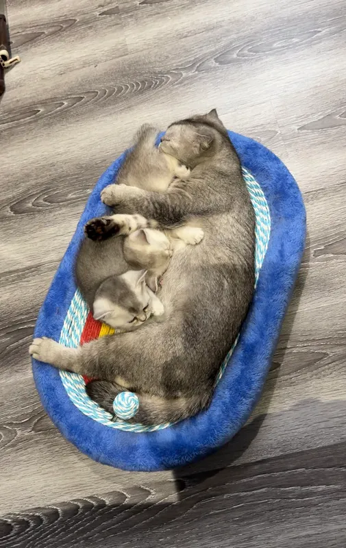Kumush chinchilla rangli 2 oylik mushukchalar 3