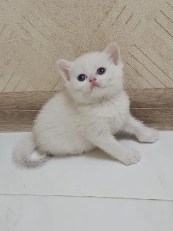 Продаётся котёнок британский 1
