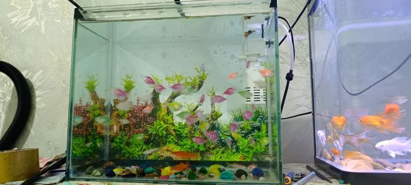 Akvarium va baliqlar sotiladi. +Filtr — фото 1
