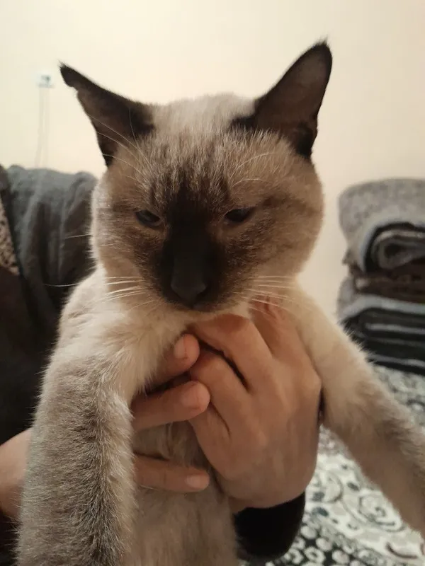 Transvestitlarning jinsiy olatni yashirgan suratlari