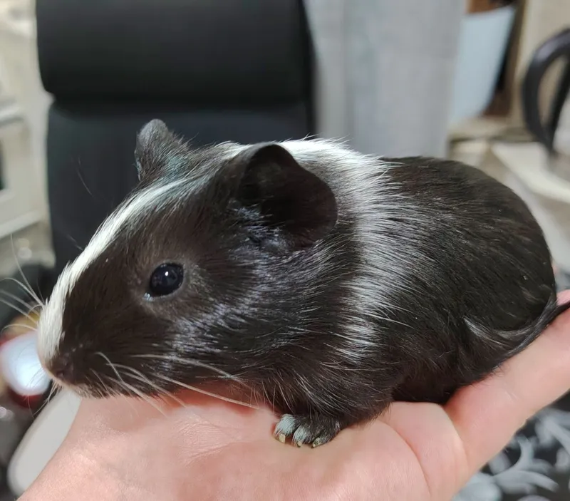 продам морских свинок, ручные игровые, крупные