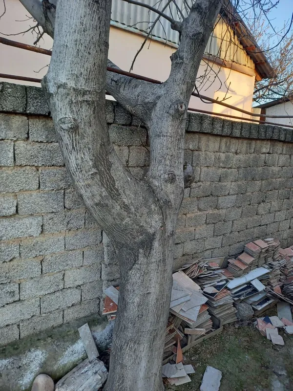 Йонгок дарахти дерево 2