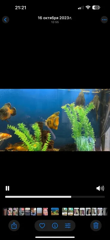 Akvarium 600litrli Baliqlari bilan sotiladi — фото 1