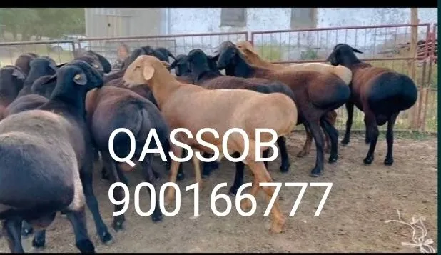 QASSOB Servis Qassobchilik xizmati