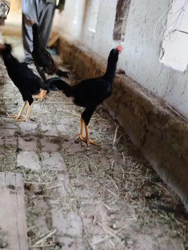 Xoroz sotiladi kulangi toza zot 5oylik — фото 2