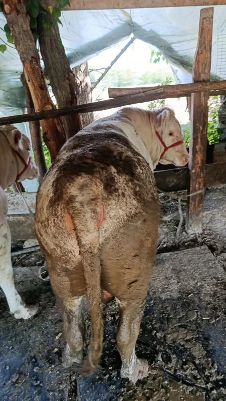 Buqala sotladi nasilga oʻta alo darajada — фото 3