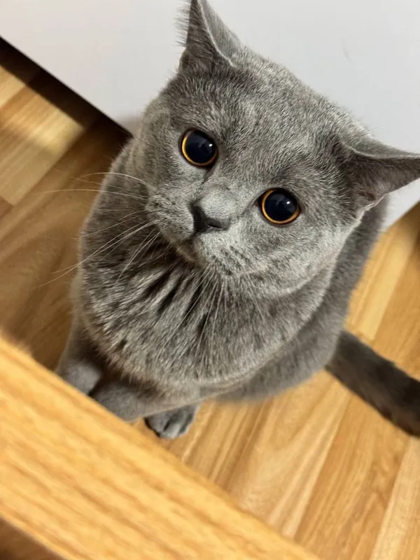 британская blue шиншилла (мальчик)
