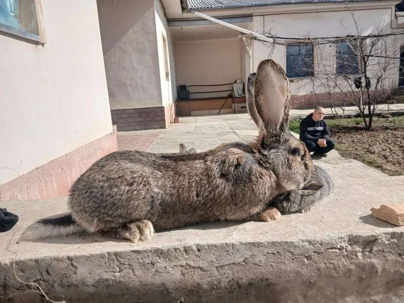 Фландир куйон болалари