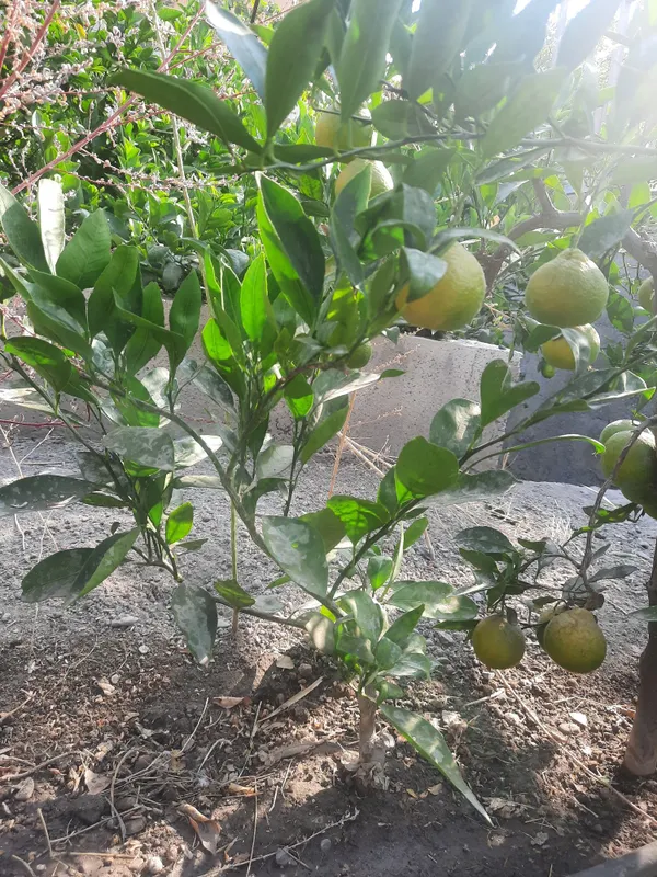Mandarin va limon ko'chatlari sotiladi — фото 3