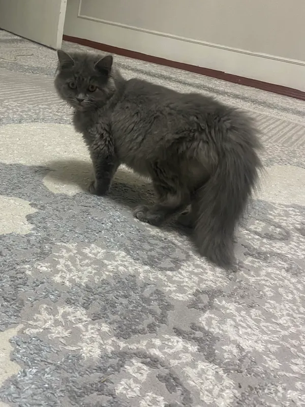 Котёнок, кошки 1