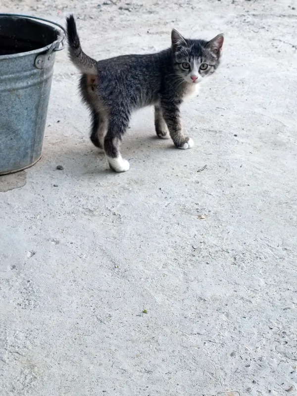 Отдадим кошек/котов бесплатно в хорошие руки . — фото 4