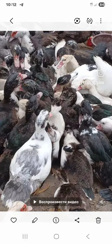 Индаутка жужалари бор 5