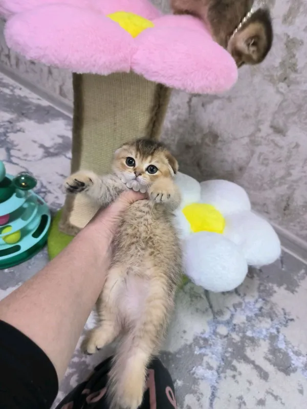 шикарные котята от правильной вязки — фото 5