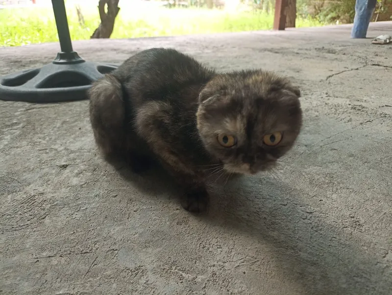 шотландскую вислоухую (Scottish Fold). 2 шотландскую вислоухую (Scottish Fold). 2