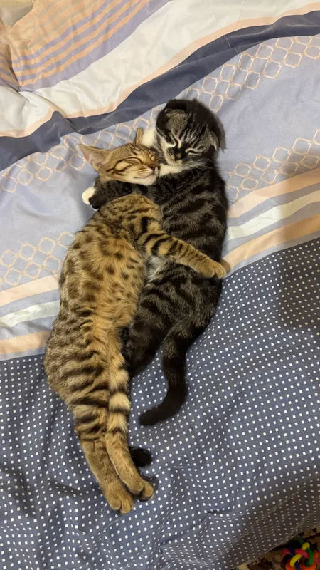 Бенгальская кошка 2 Бенгальская кошка 2