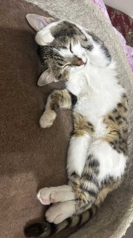 Котенок 3,5месяцев
