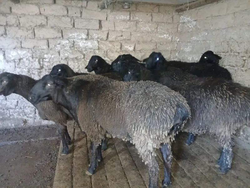 Qo'chqor va soliqlar sotiladi — фото 3