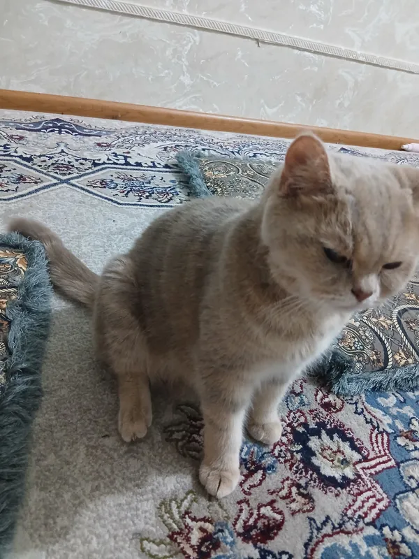 кошка породистая продаю 4