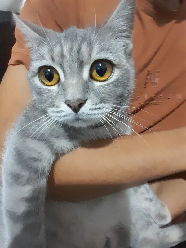 Mushuk