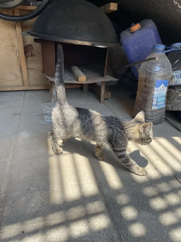 Котёнок нуждается в вашей помощи!!! 4 Котёнок нуждается в вашей помощи!!! 4