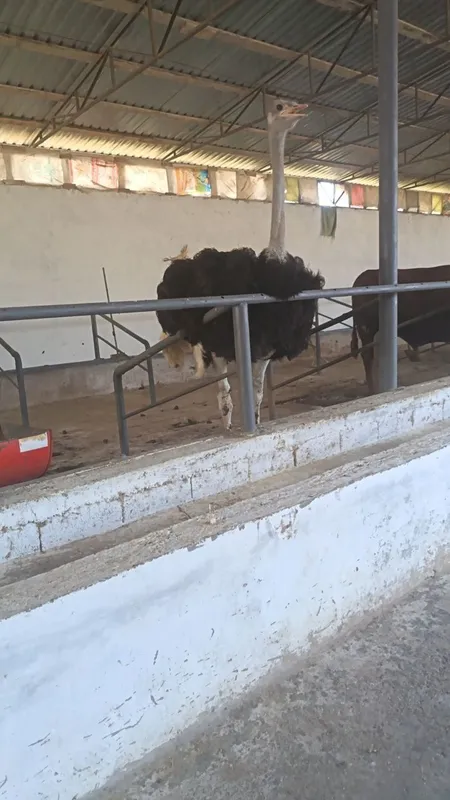 2 ta Tuyaqush sotiladi 3 2 ta Tuyaqush sotiladi 3