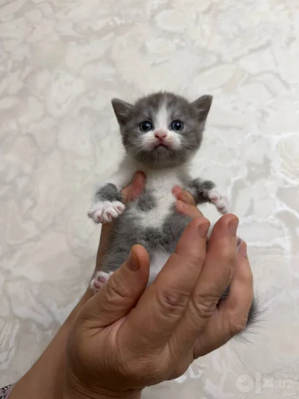 Мушук боласи,котенок 2 Мушук боласи,котенок 2