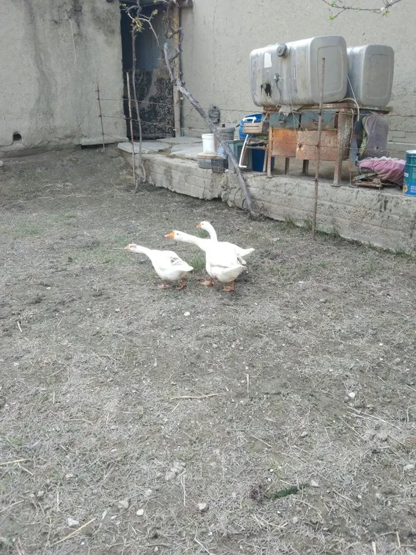 Ĝozlar sotiladi. 4 Ĝozlar sotiladi. 4