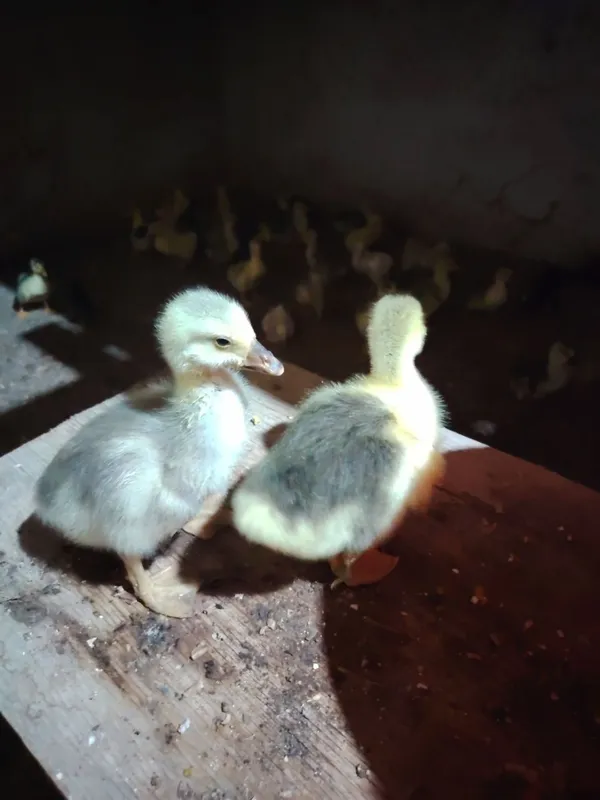 Gʻoz jòjalar sotiladi Gʻoz jòjalar sotiladi