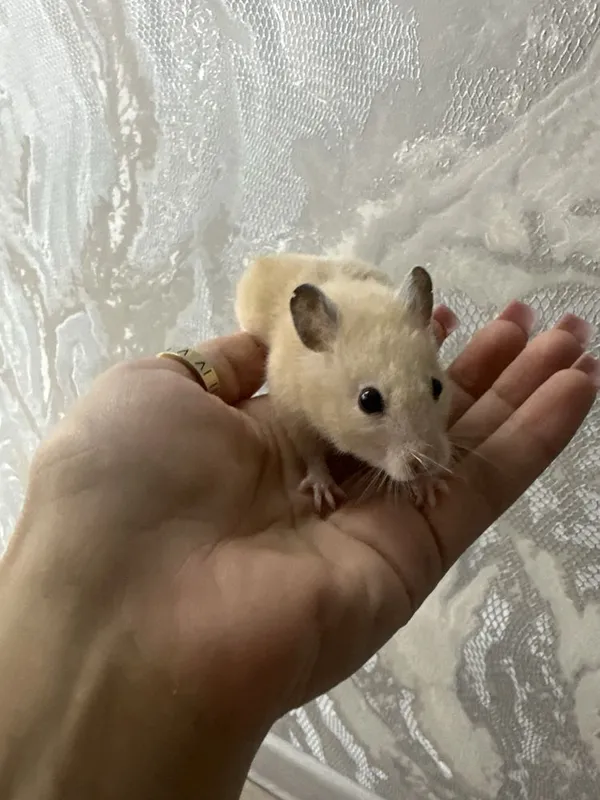 Хомяк . Hamstr продается 4 Хомяк . Hamstr продается 4