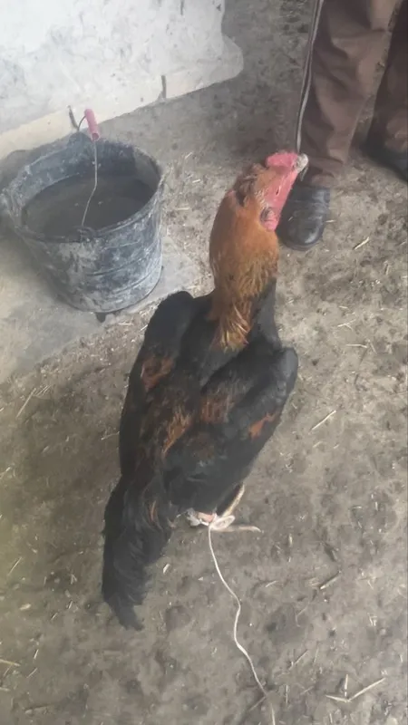 kulangi xoroz sotiladi